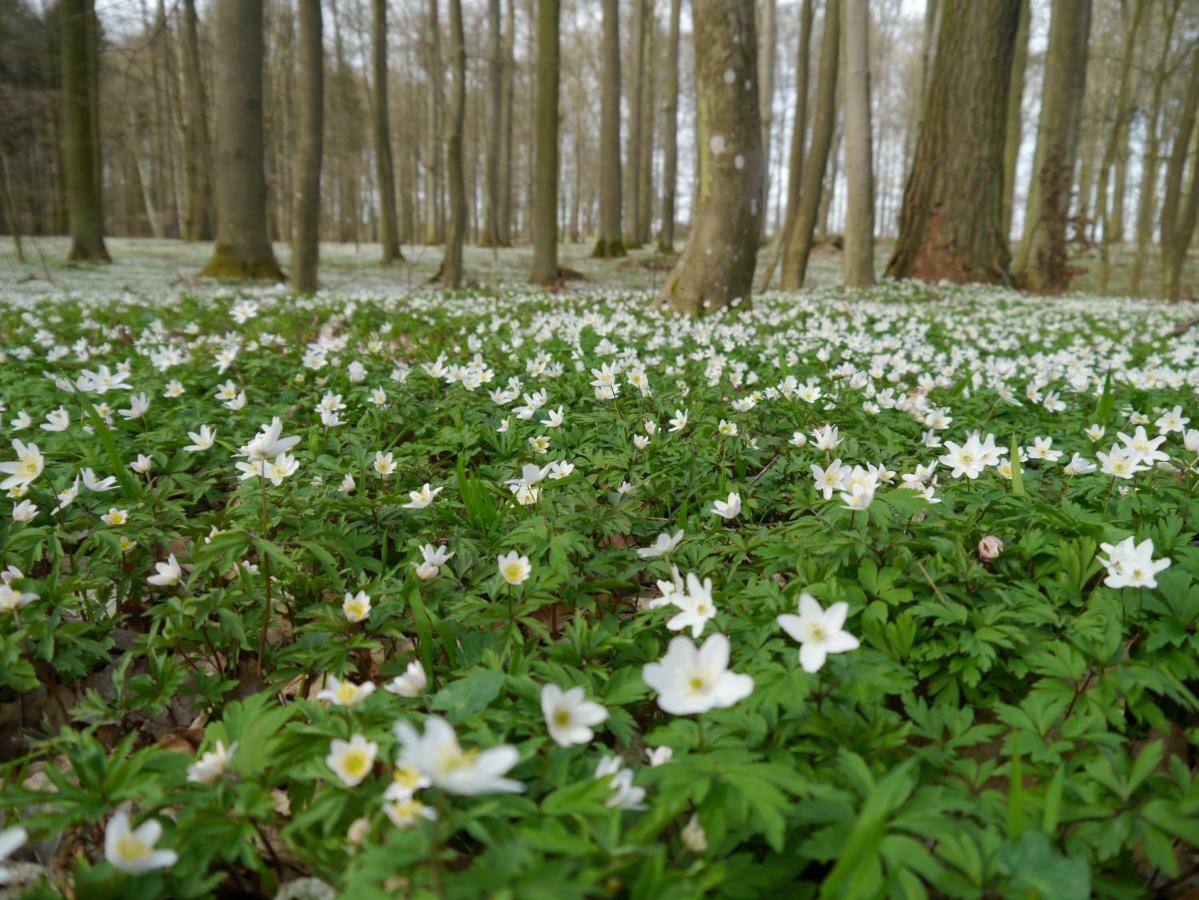 Ferienhaus-Uckermarkblick Rosenow  Exteriör bild